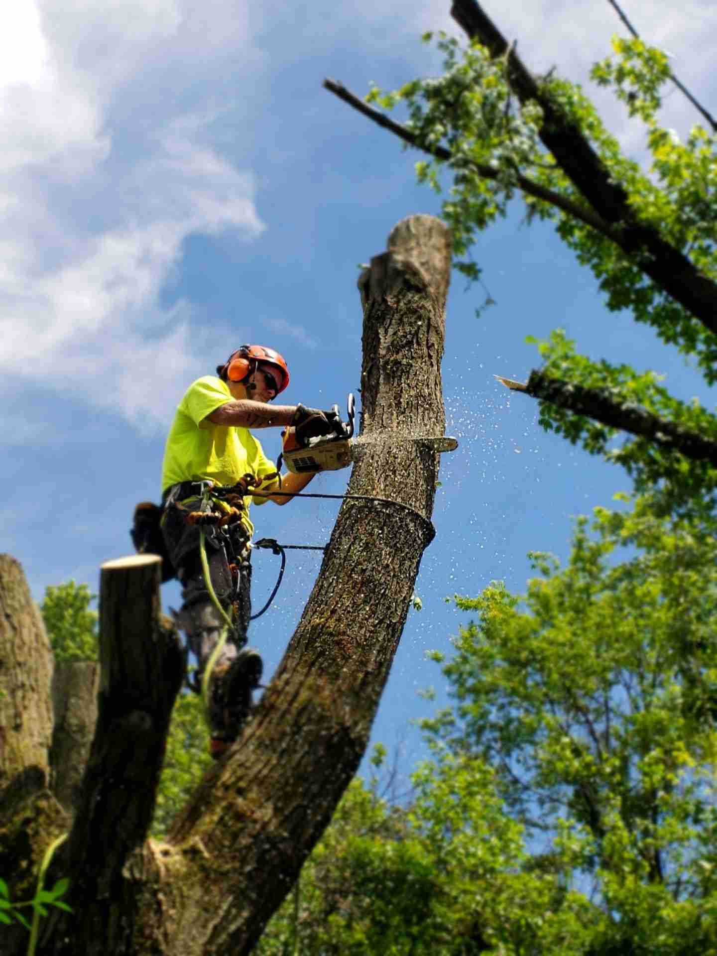 Henderson tree removal