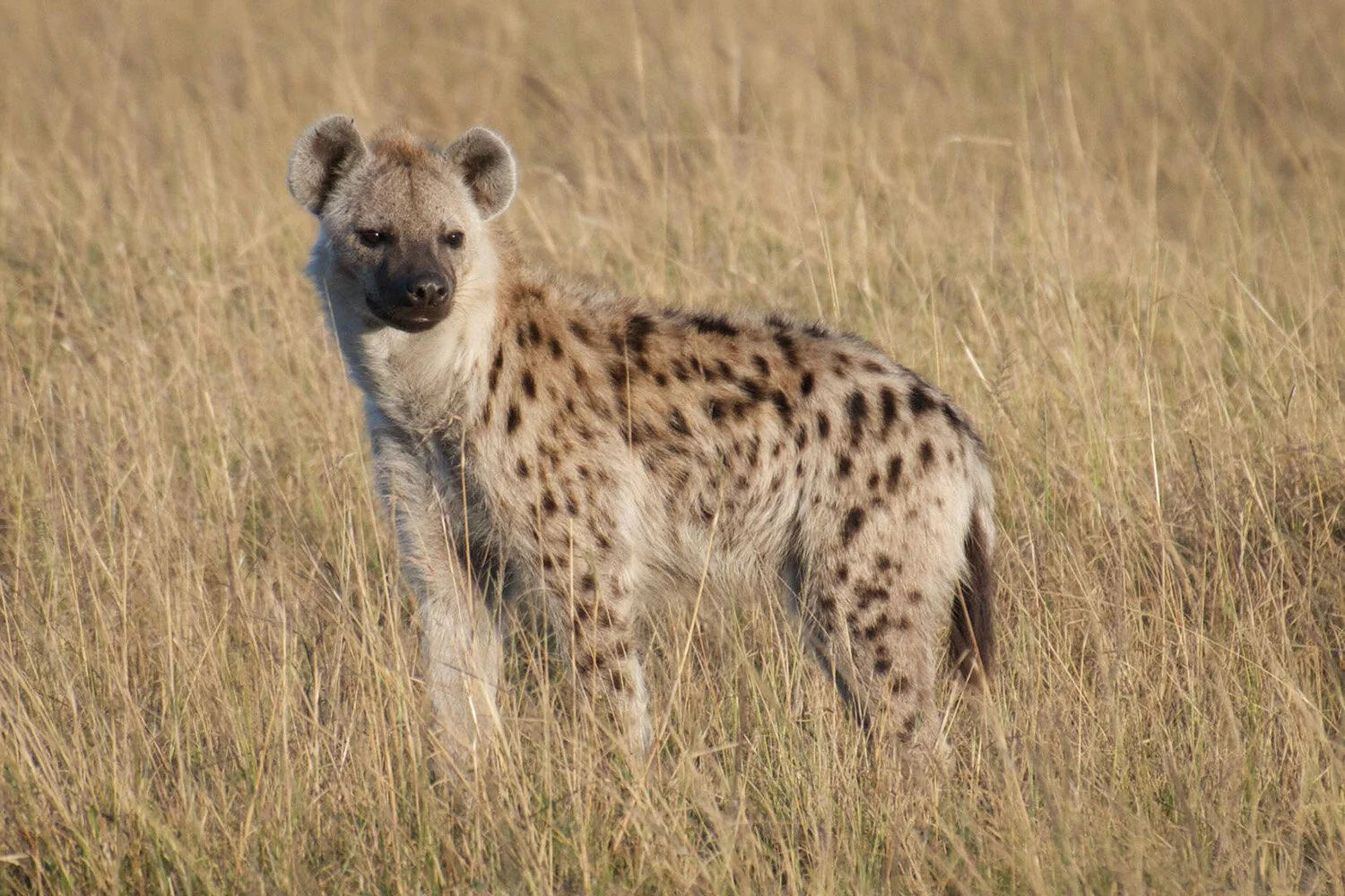 The Hanging Hyena: Smiles Sharper Than Survival